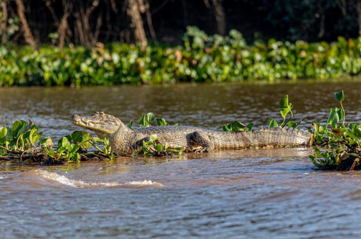 Pantanal - Pousada Sia Mariana Barao de Melgaco Eksteriør billede